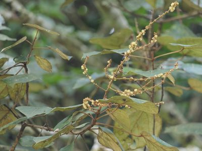 Mallotus tetracoccus, photographed by Dinesh Valke