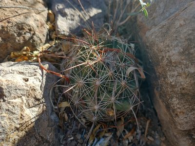 Coryphantha delaetiana, photographed by Alejandro Sigala Chávez