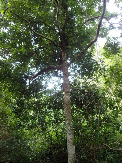 Rawsonia lucida, photographed by Mahomed Desai