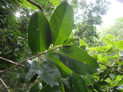 Rawsonia lucida, photographed by Mahomed Desai