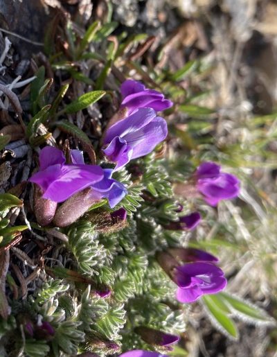 Oxytropis podocarpa, photographed by Caleb Catto