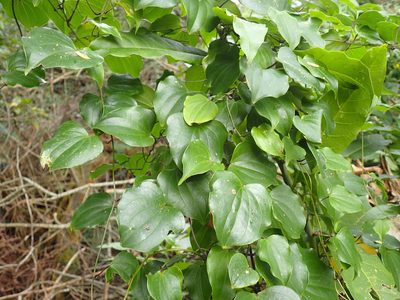 Dioscorea cotinifolia, photographed by Mahomed Desai