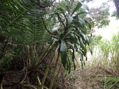 Dracaena aletriformis, photographed by Mahomed Desai