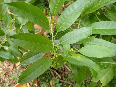 Cestrum axillare, photographed by Mahomed Desai