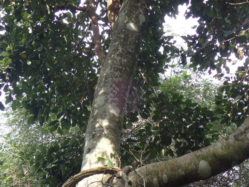 Cryptocarya latifolia, photographed by Mahomed Desai