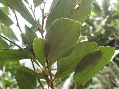 Cryptocarya latifolia, photographed by Mahomed Desai