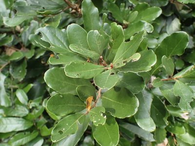 Cryptocarya latifolia, photographed by Mahomed Desai