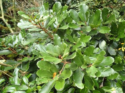 Cryptocarya latifolia, photographed by Mahomed Desai