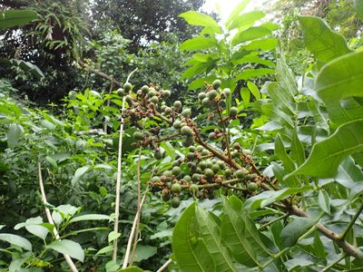 Deinbollia oblongifolia, photographed by Mahomed Desai