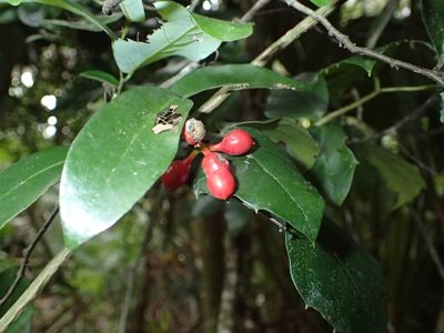 Monanthotaxis afra, photographed by Mahomed Desai