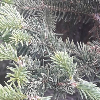 Abies vejarii, photographed by José Gerardo Velasco