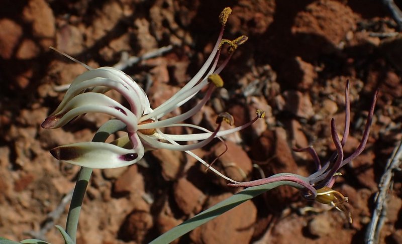 Ornithoglossum undulatum, photographed by Nicola van Berkel