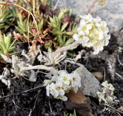 Smelowskia americana, photographed by Caleb Catto