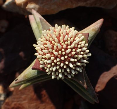 Crassula congesta, photographed by Nicola van Berkel