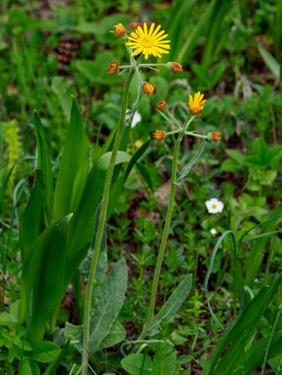 Tephroseris longifolia, photographed by rainerburkard