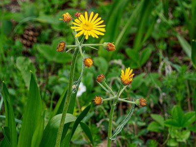 Tephroseris longifolia, photographed by rainerburkard