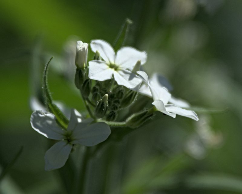 Hesperis sibirica, photographed by Pavel Komkov
