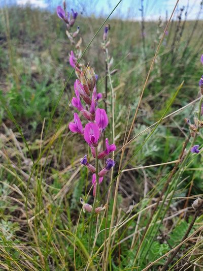 Oxytropis knjazevii, photographed by Анна Митрошенкова