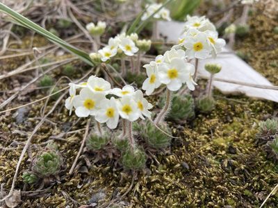 Androsace lehmanniana, photographed by Caleb Catto