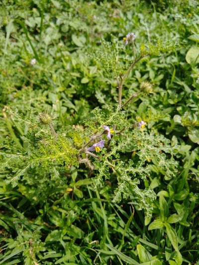 Solanum heterodoxum, photographed by Jordi Martínez Martínez