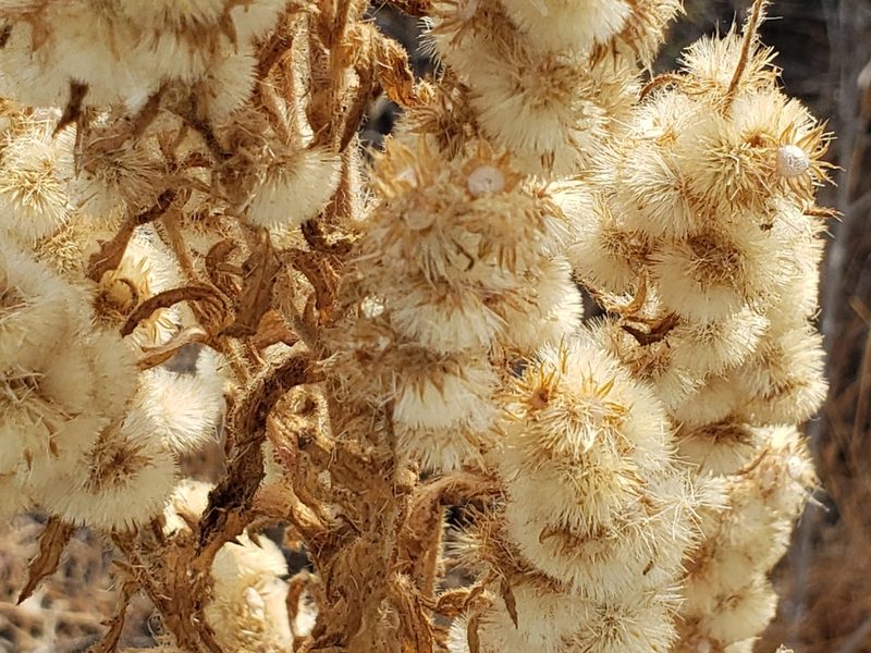 Laennecia coulteri, photographed by Steve Addison
