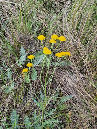 Tanacetum millefolium, photographed by Анна Митрошенкова