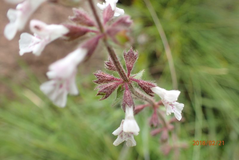 Stachys rivularis, photographed by Peter Warren