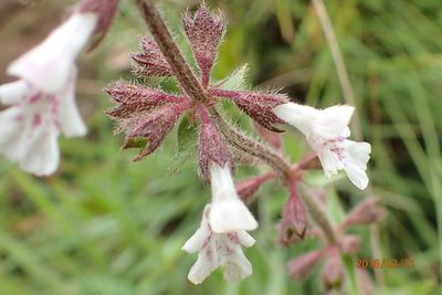 Stachys rivularis, photographed by Peter Warren