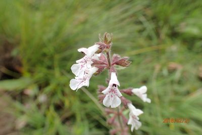 Stachys rivularis, photographed by Peter Warren