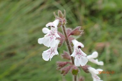 Stachys rivularis, photographed by Peter Warren
