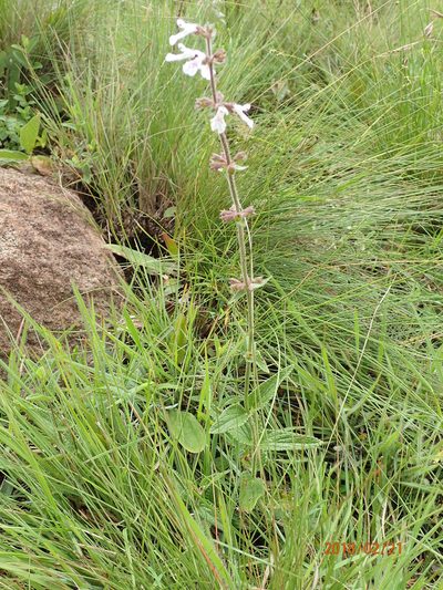 Stachys rivularis, photographed by Peter Warren