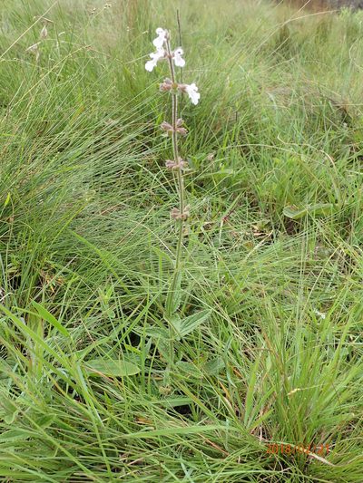 Stachys rivularis, photographed by Peter Warren