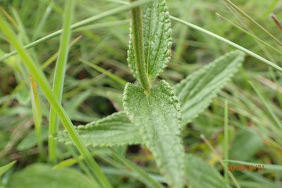 Stachys rivularis, photographed by Peter Warren