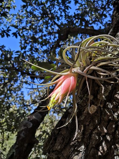 Tillandsia erubescens, photographed by Ana Nuño
