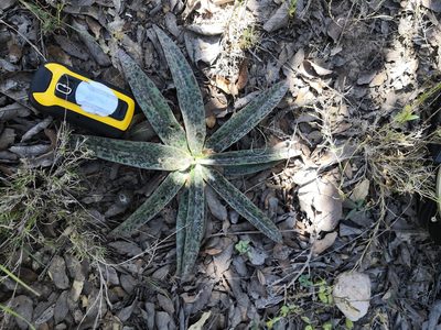 Agave guttata, photographed by Ana Nuño