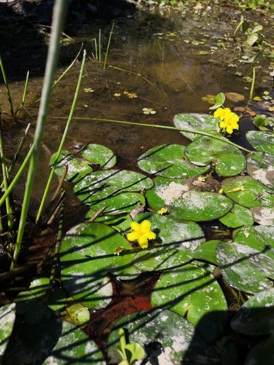 Nymphoides fallax, photographed by Ana Nuño