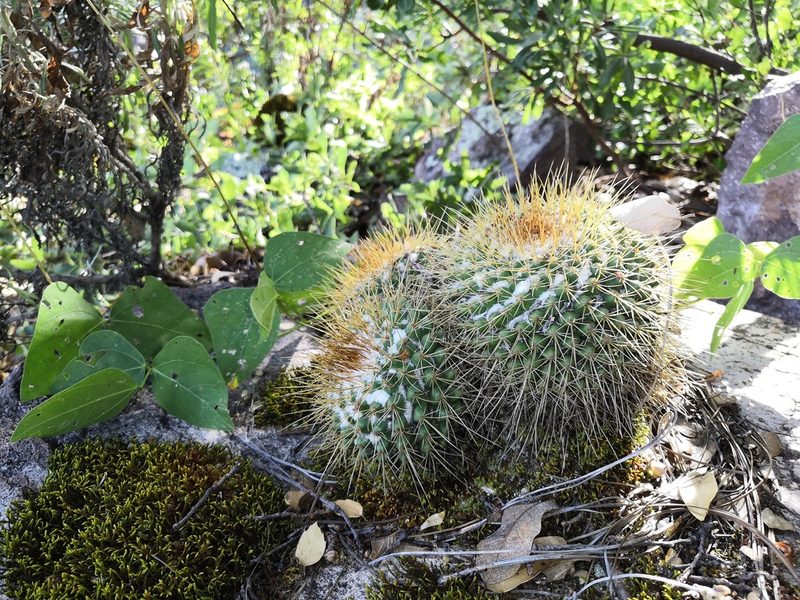 Mammillaria petterssonii, photographed by Ana Nuño