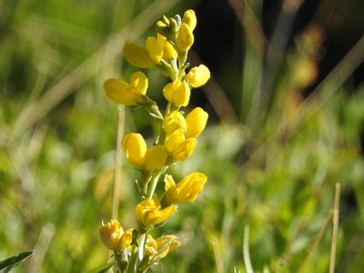 Thermopsis montana, photographed by Rachel Stringham