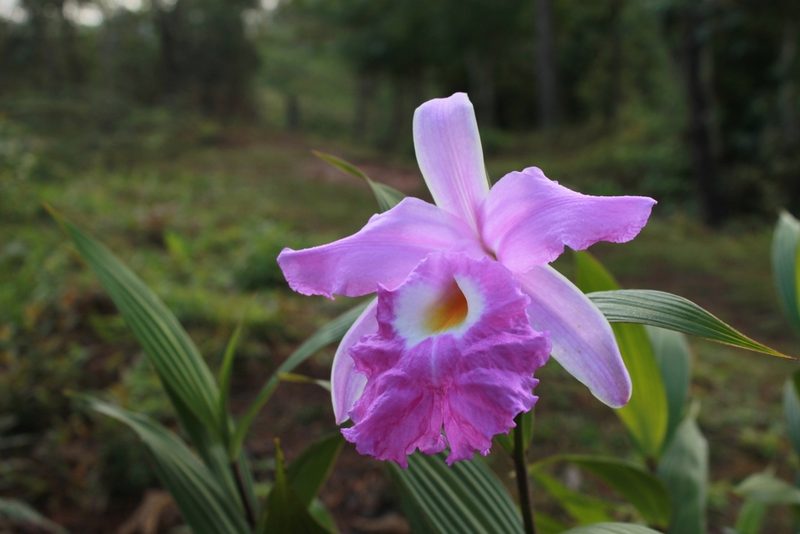 Sobralia macrantha, photographed by Victor De la Cruz
