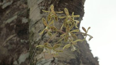 Epidendrum cristatum, photographed by Victor De la Cruz