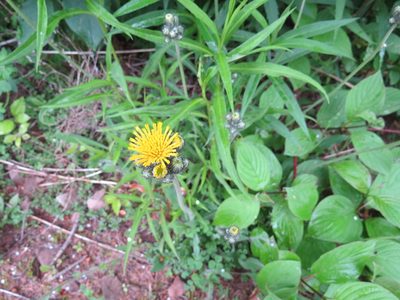 Pilosella piloselloides, photographed by Howard Williams