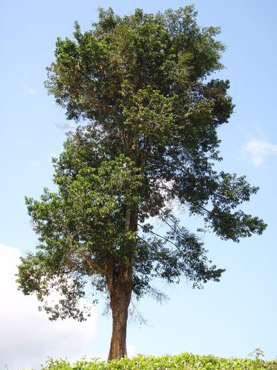 Allanblackia stuhlmannii, photographed by Carrie Seltzer