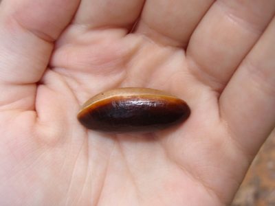Aningeria adolfi-friederici, photographed by Carrie Seltzer