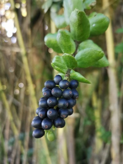 Notanthera heterophylla, photographed by Inao Vasquez