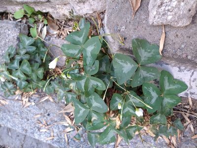 Oxalis triangularis, photographed by Pablo