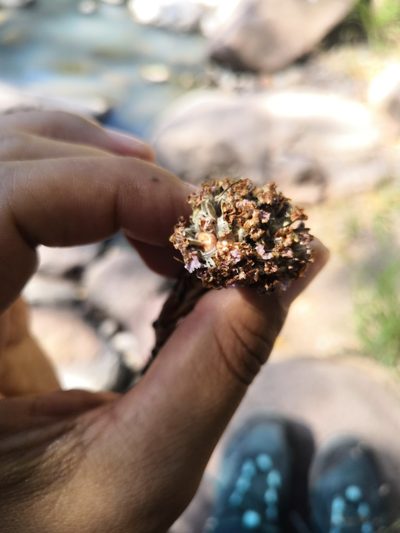 Lennoa madreporoides, photographed by Ana Nuño