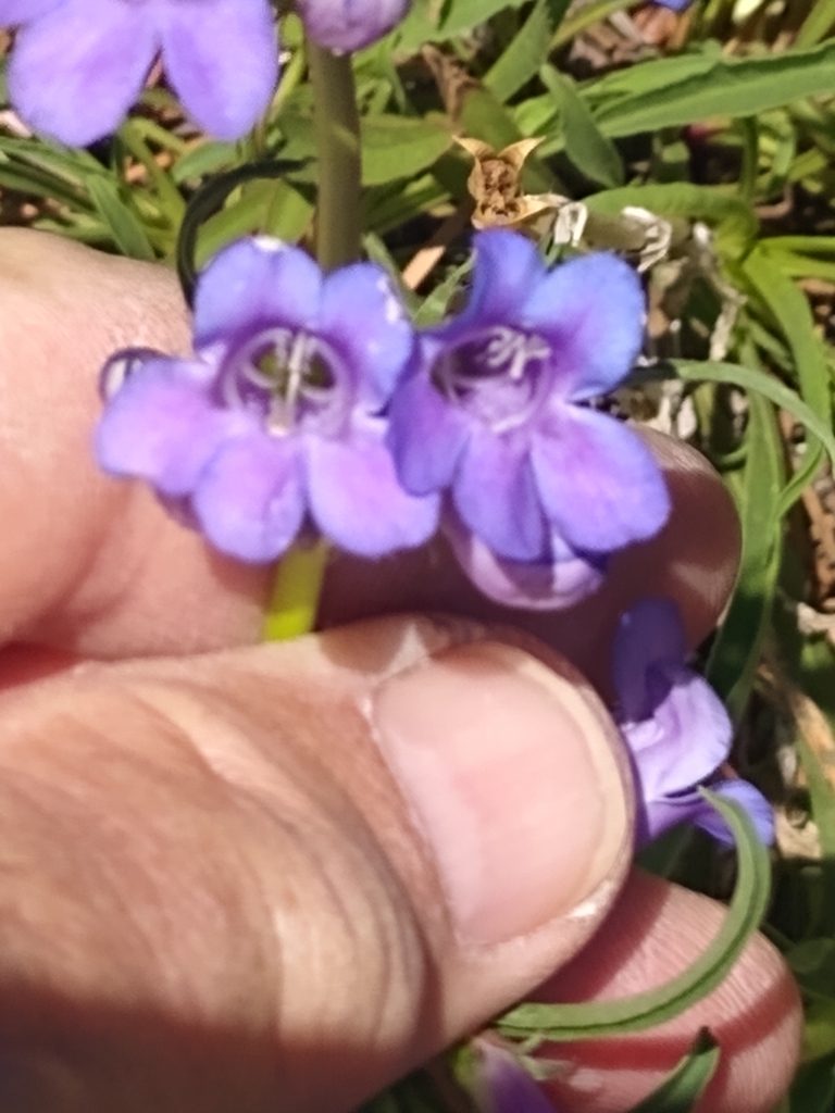 Penstemon saxosorum, photographed by Tom Gulya