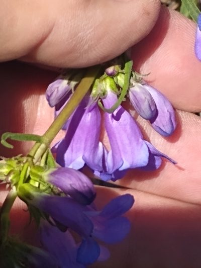 Penstemon saxosorum, photographed by Tom Gulya