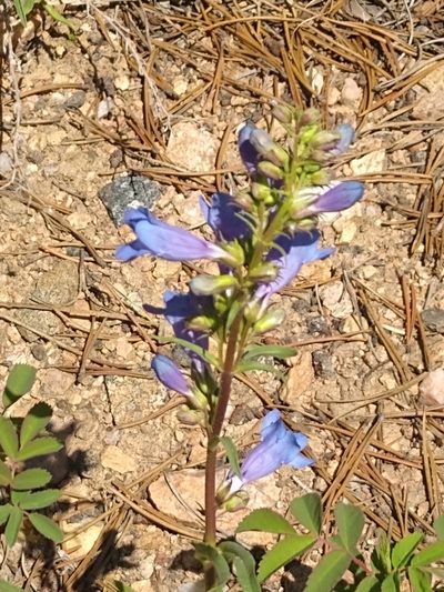 Penstemon saxosorum, photographed by Tom Gulya