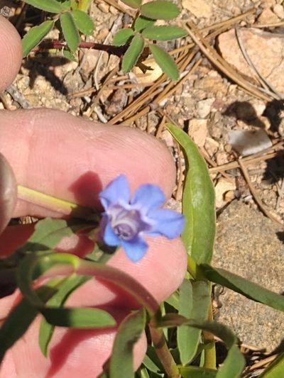 Penstemon saxosorum, photographed by Tom Gulya